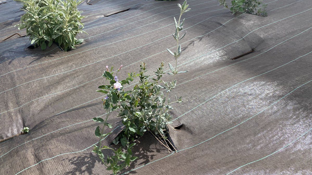 Quelle quantité de paillage au M2 ?